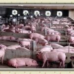 pig_farm-1